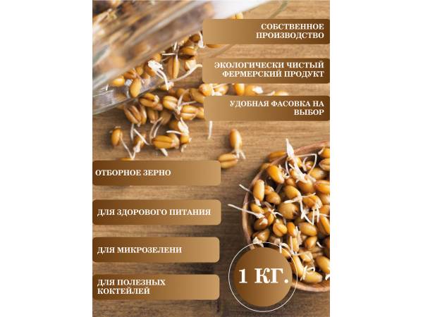 Зерно пшеницы