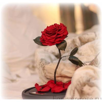 Розы - символ страсти!