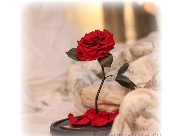 Розы - символ страсти!